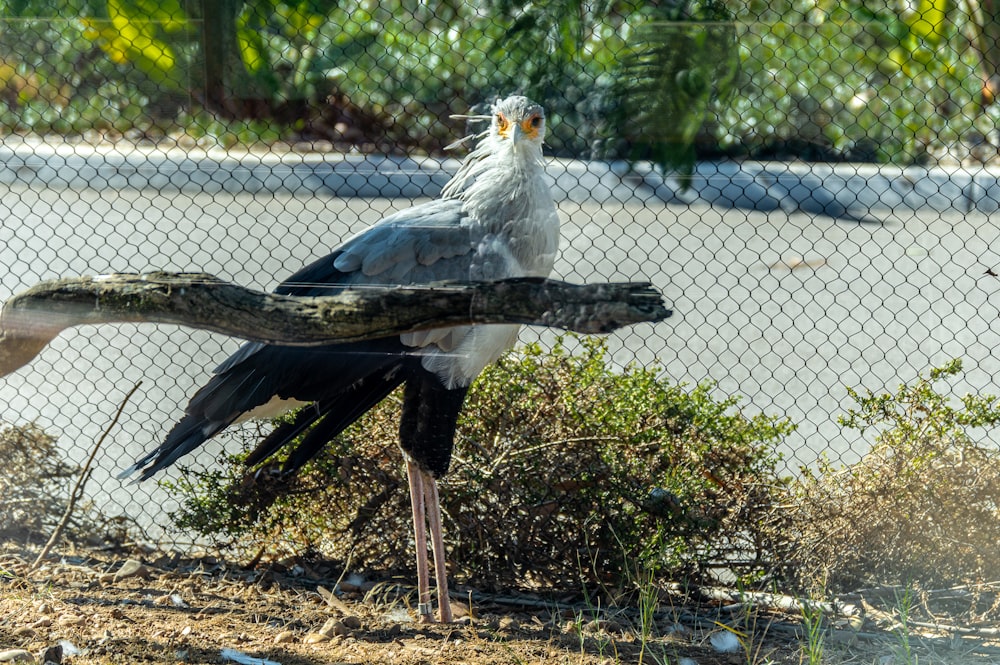 white and black bird on brown tree branch during daytime