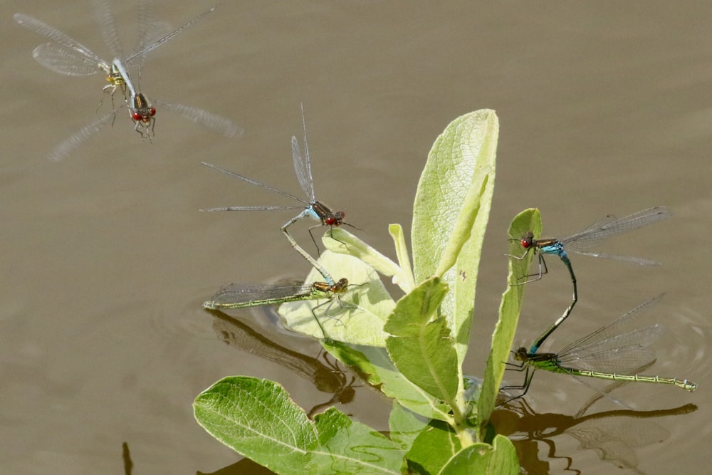 green dragonfly perched on green leaf in water during daytime