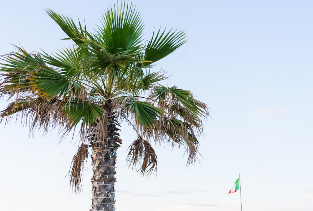 green palm tree on beach during daytime