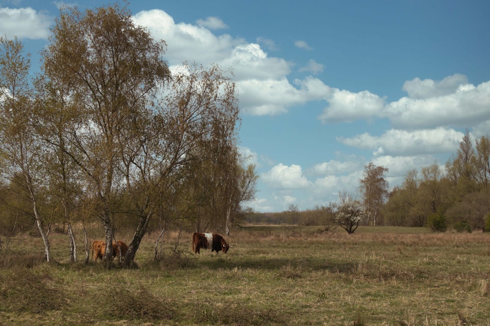 brown horses on green grass field during daytime