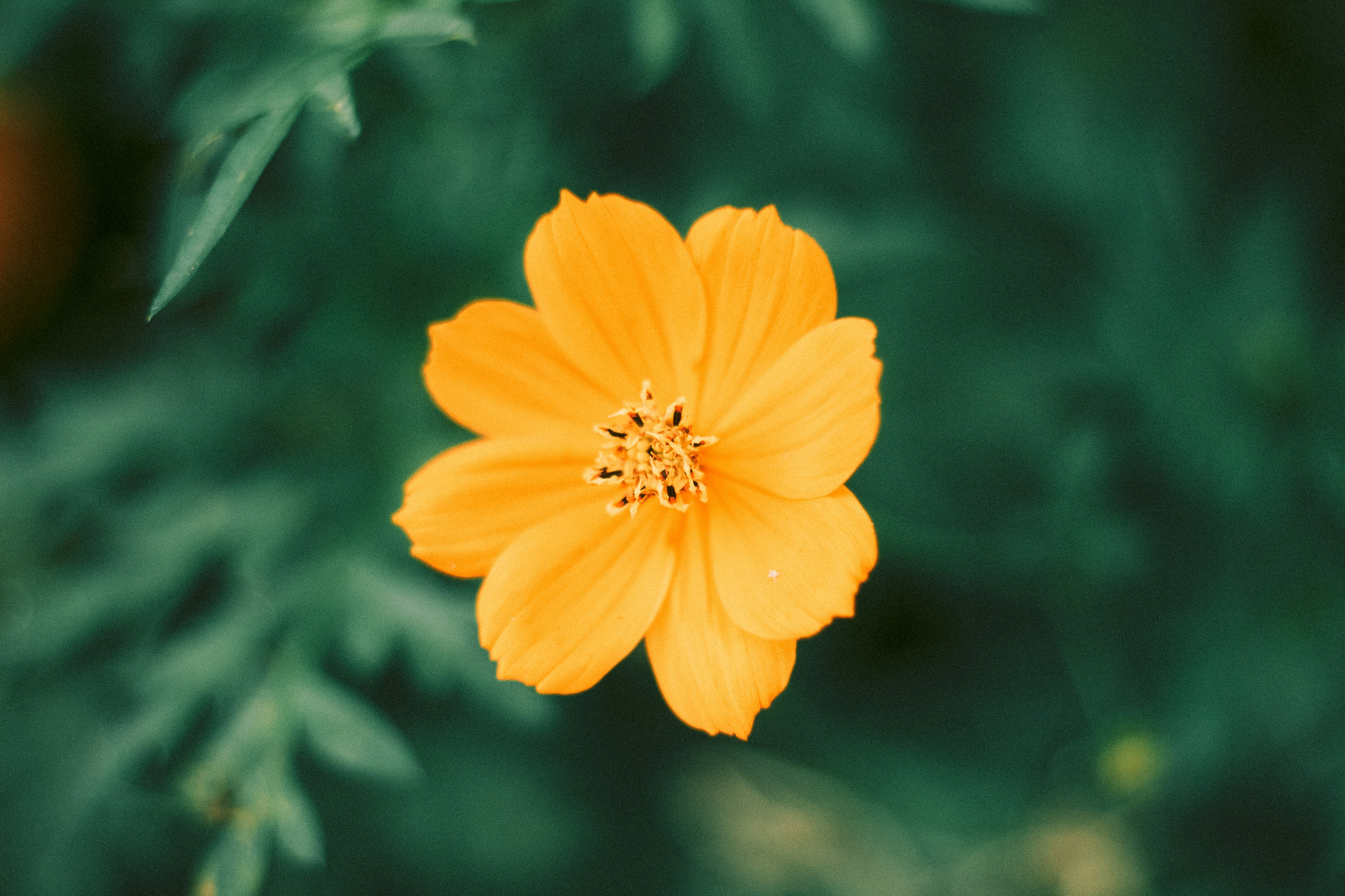 Photo by santiagogallegob