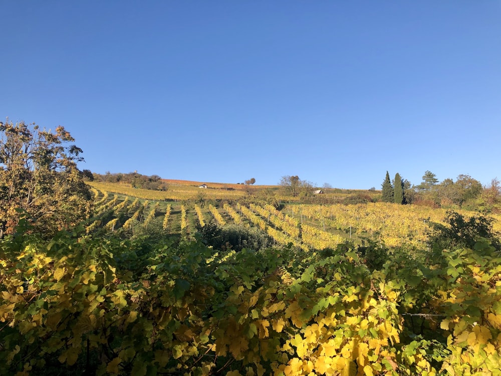 yellow flower field under blue sky during daytime