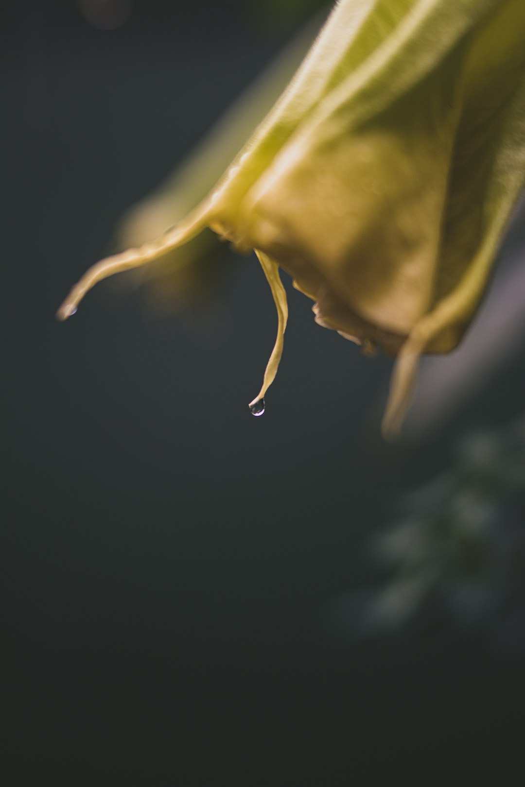 yellow rose in close up photography