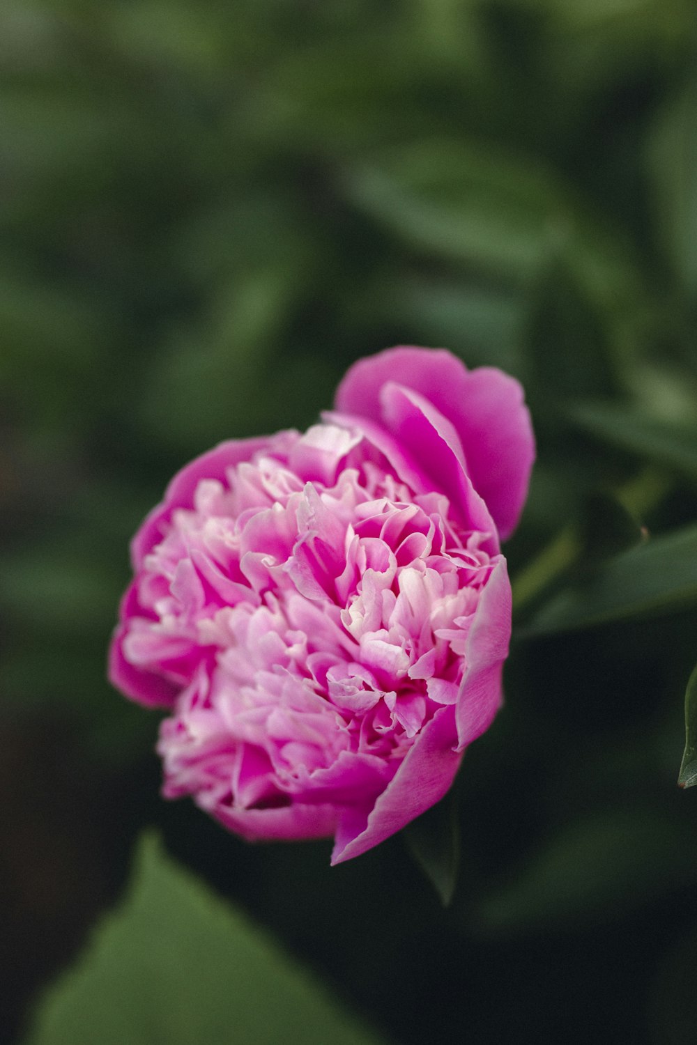 pink rose in bloom during daytime