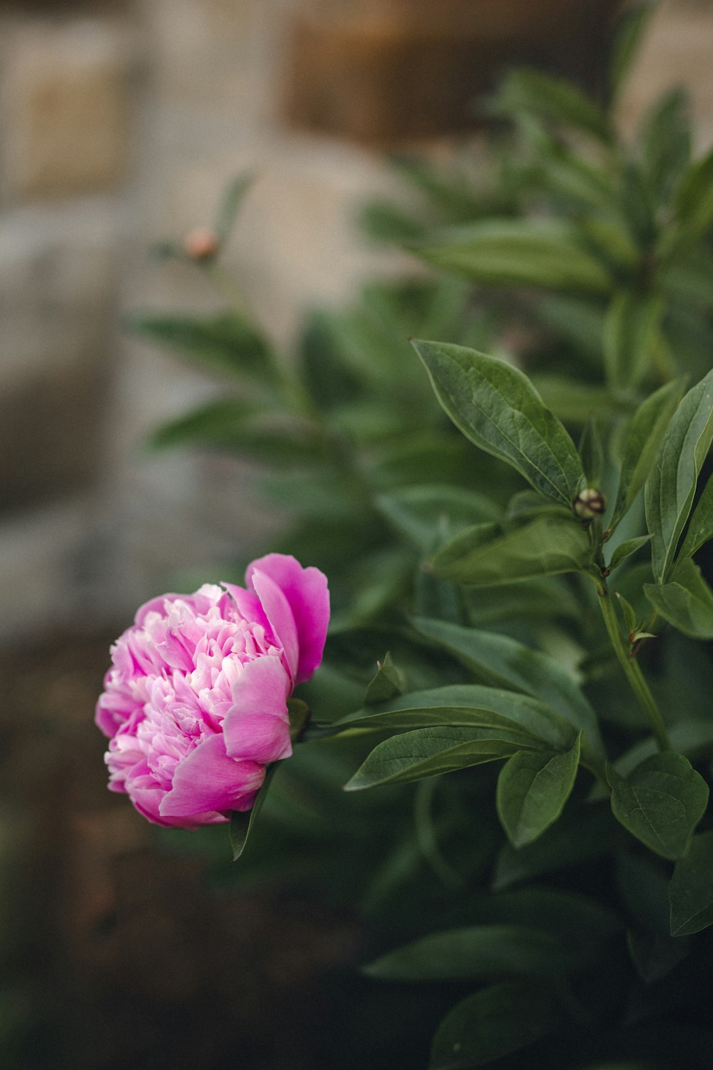 pink flower in tilt shift lens