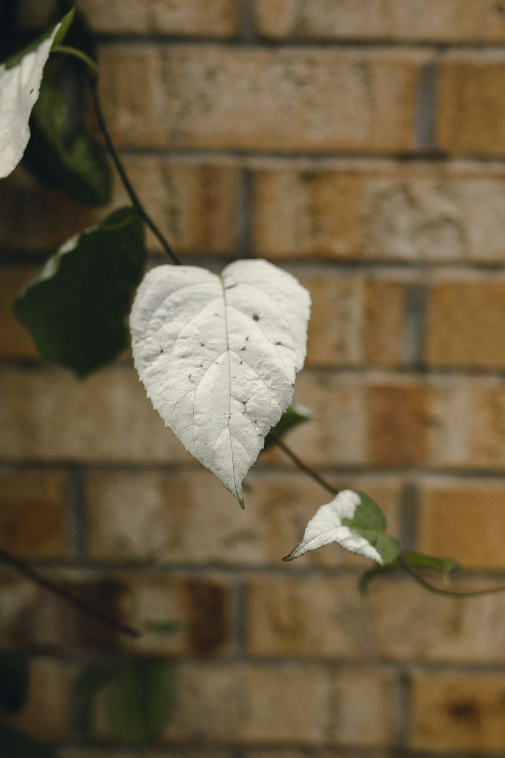 green leaf plant near brown brick wall