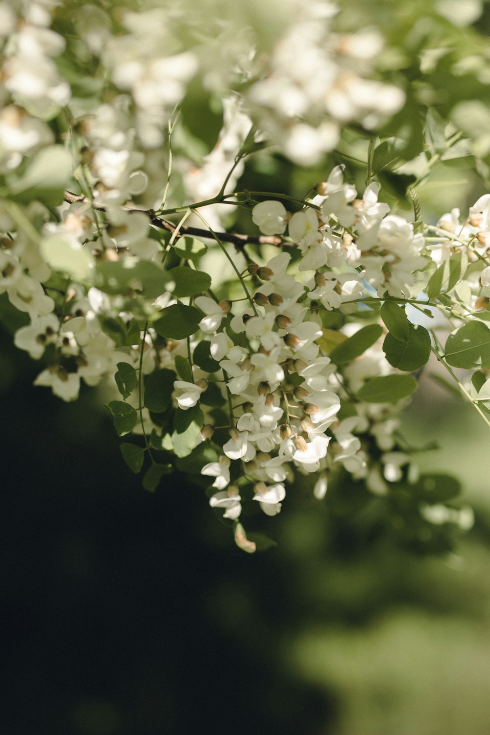 white flowers in tilt shift lens