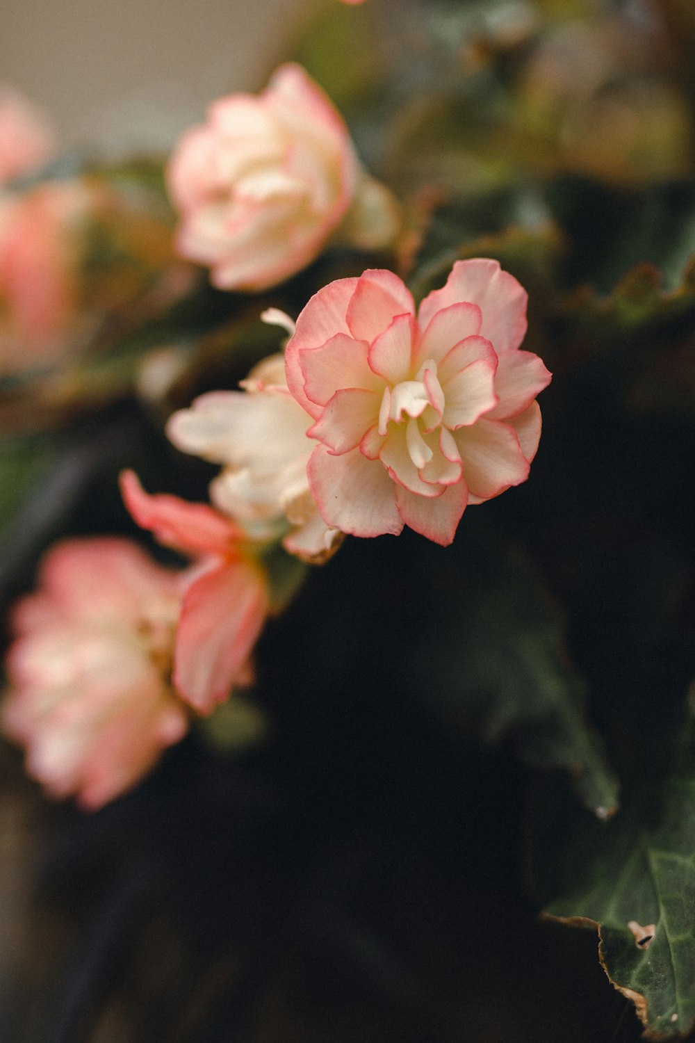 pink and white flower in tilt shift lens