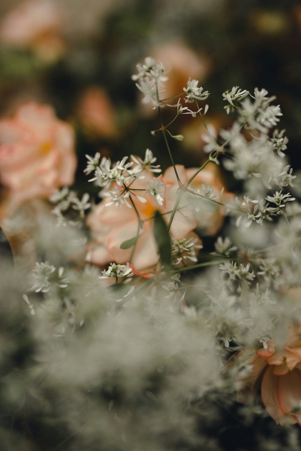 white and pink flowers in tilt shift lens