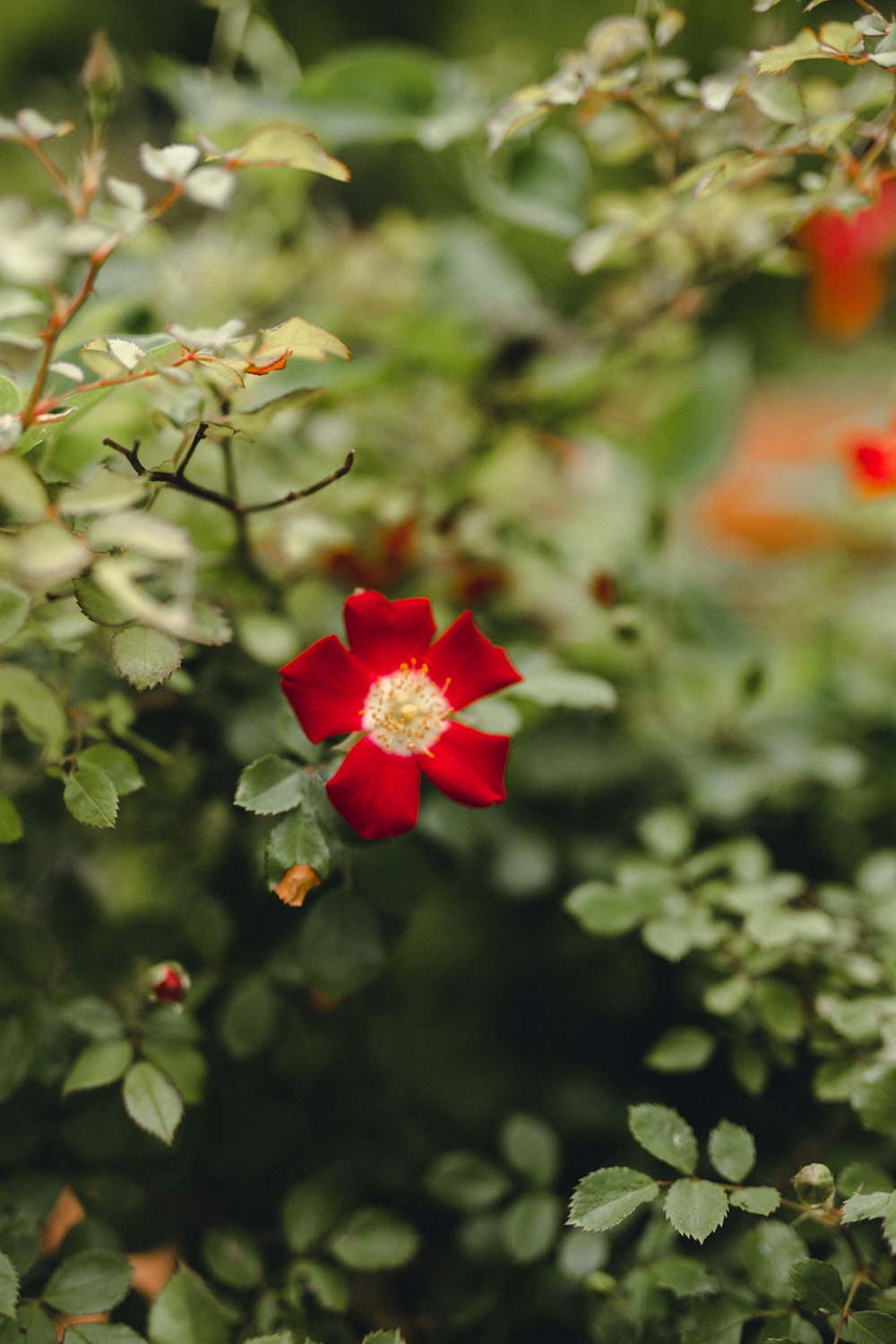 red flower in tilt shift lens