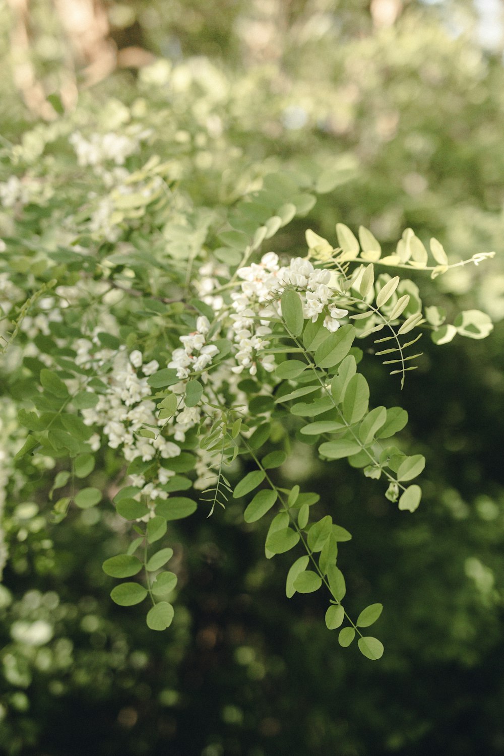 white flowers in tilt shift lens