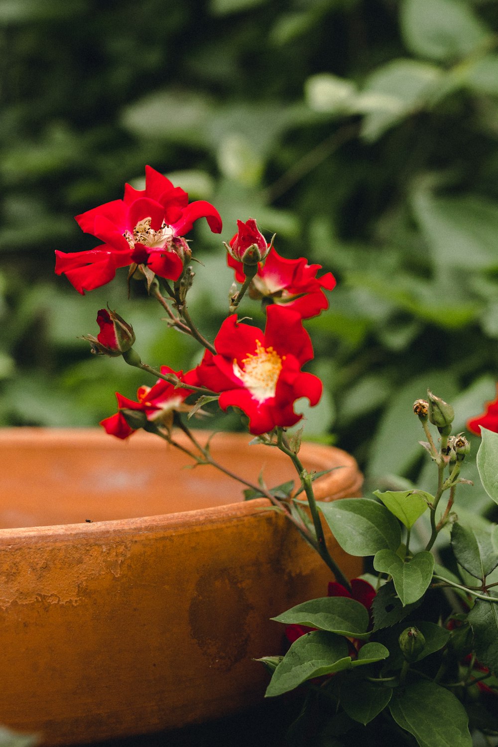 red flower in brown clay pot