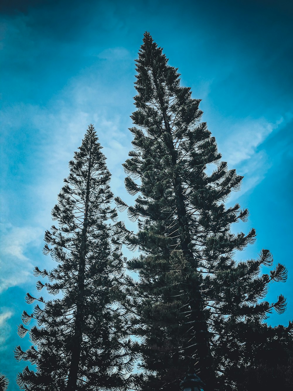 green pine trees under blue sky