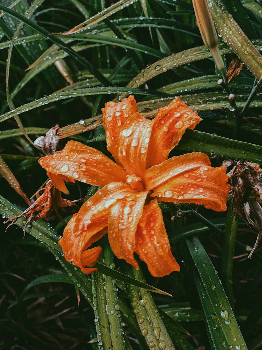 orange flower with green leaves