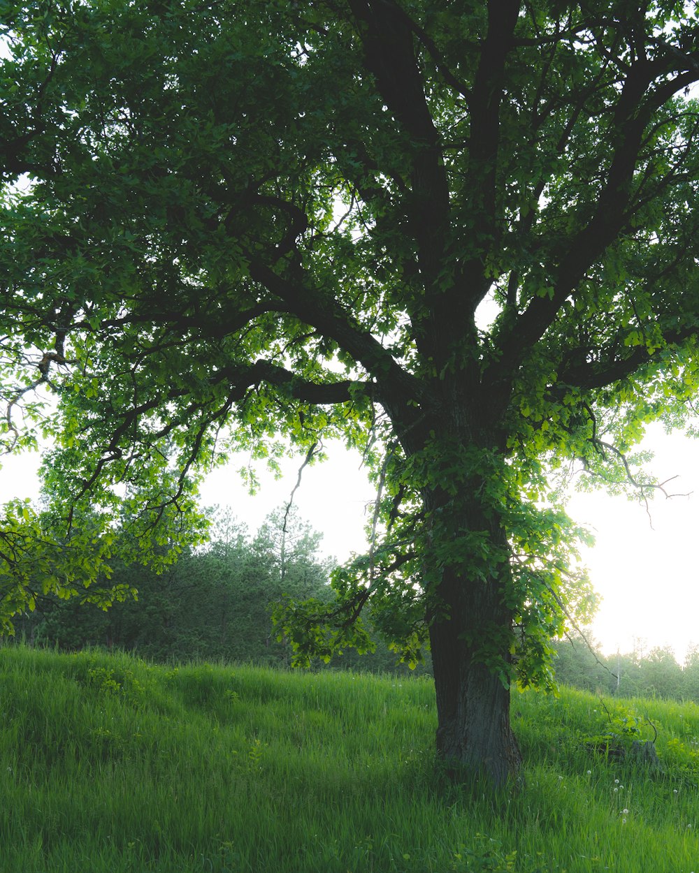 green grass field with green trees