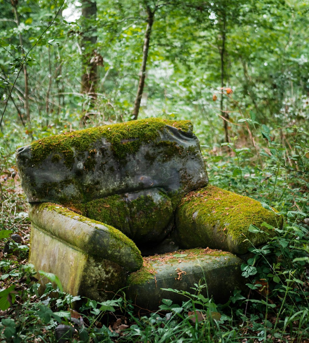 Forest photo spot Saint-Rémy-lès-Chevreuse Crécy-la-Chapelle