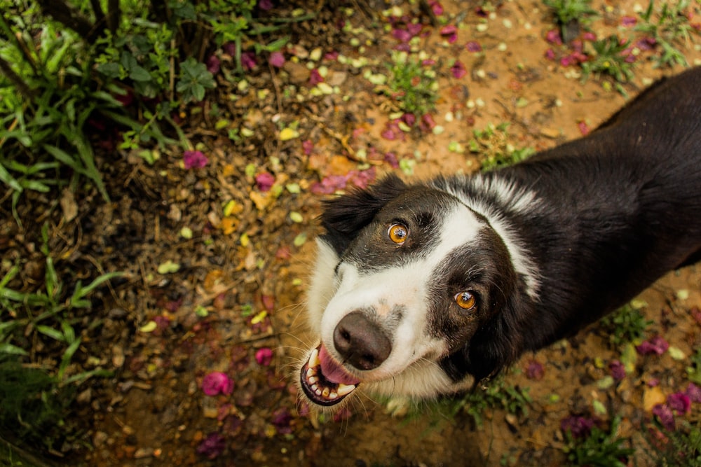 black and white border collie on brown leaves