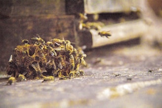 A cluster of bees is gathered around a honeycomb structure near the entrance of a wooden beehive. Several bees can be seen flying around the area, and the bees on the honeycomb are busy and active.