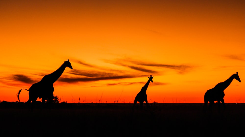 silhouette of 2 people standing on grass field during sunset