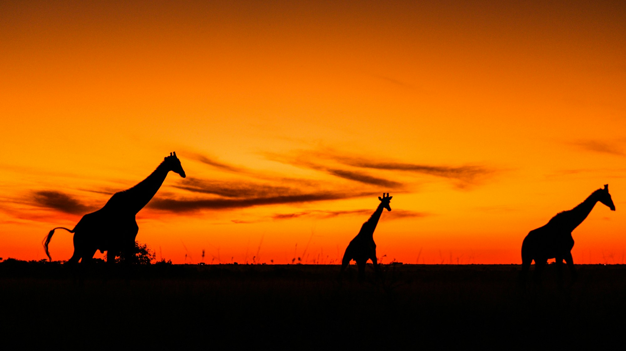 Giraffes and sunsets.