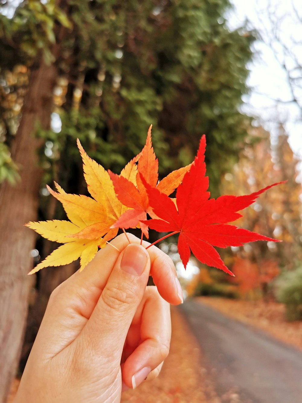 person holding red maple leaf