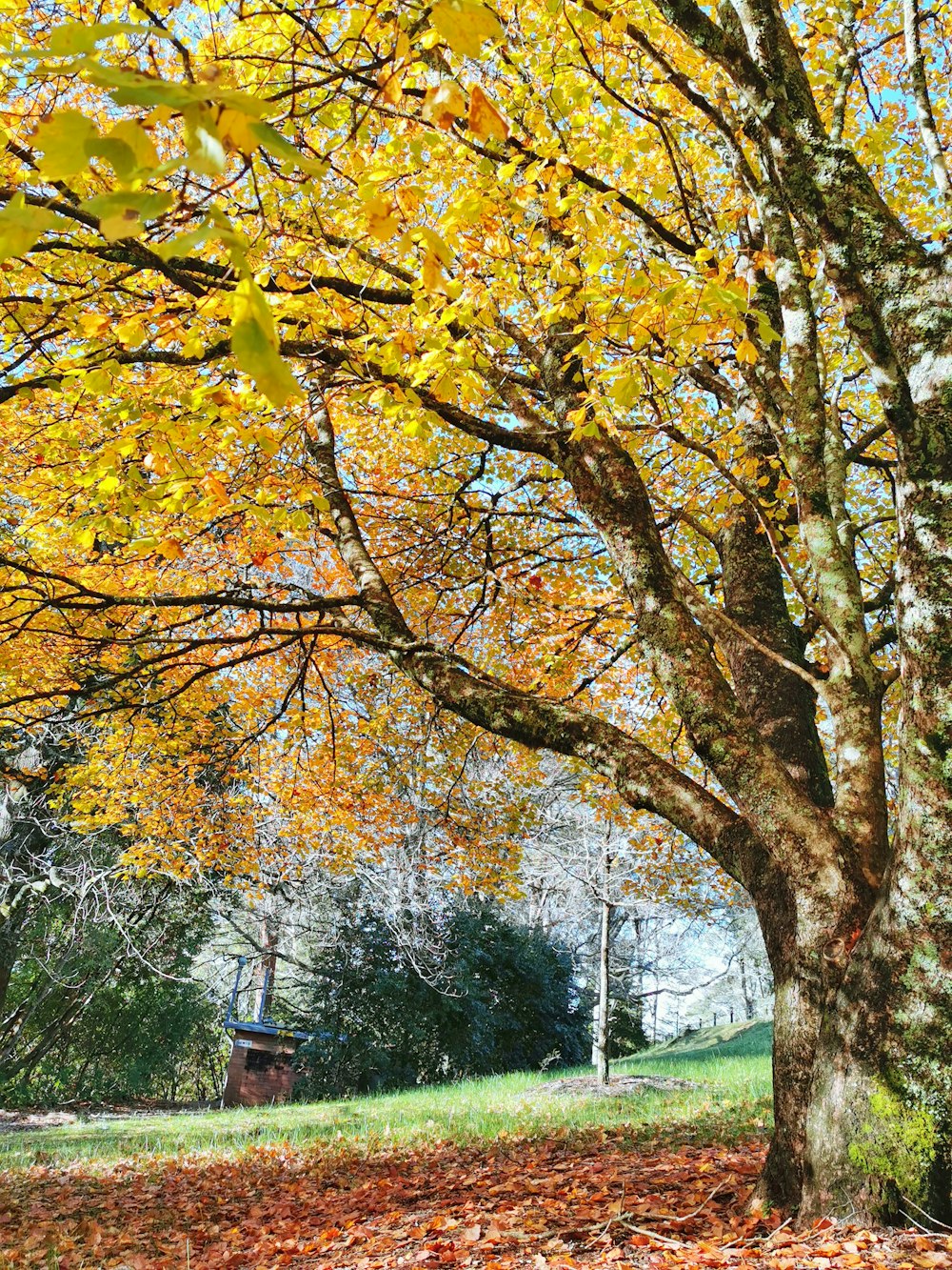 yellow and brown leaf trees