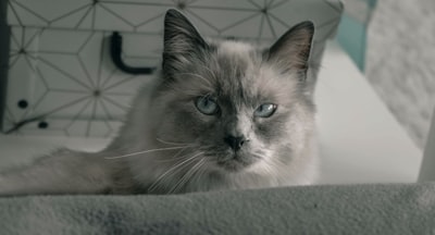 Birman