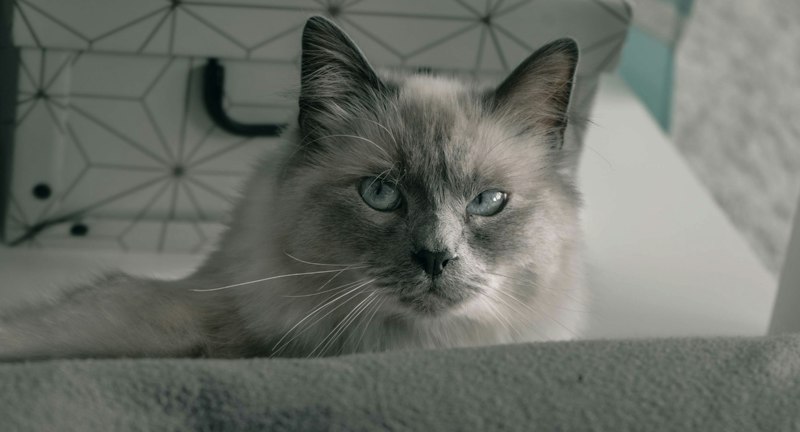 Blue-point Birman cat looking over a soft indoor perch