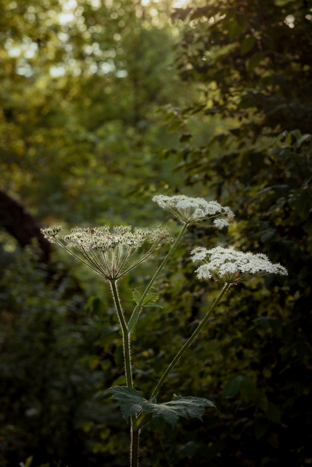 white flower in tilt shift lens