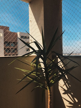 A sunny balcony shaded by bamboo blinds with pigeon netting.
