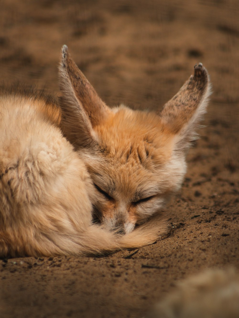 white and brown fox lying on brown sand during daytime