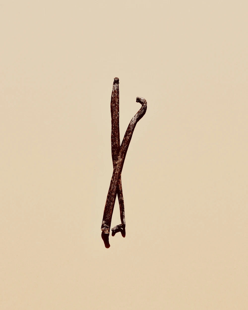 Vainas planifolia de Uganda