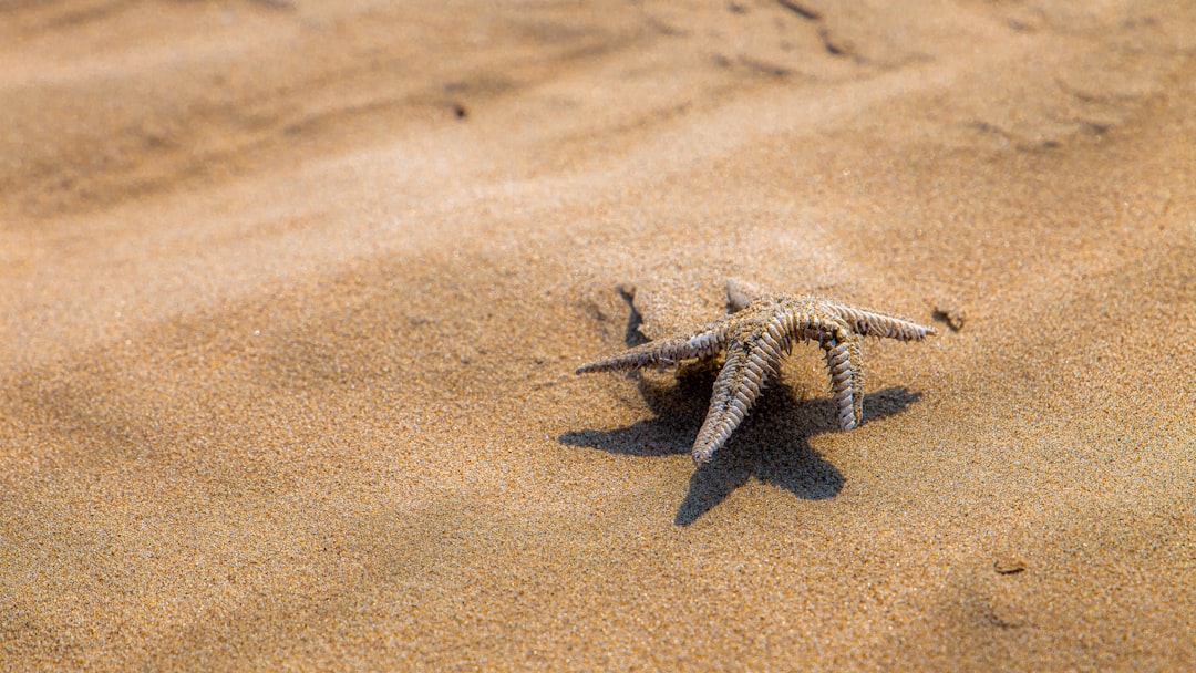 black starfish on brown sand