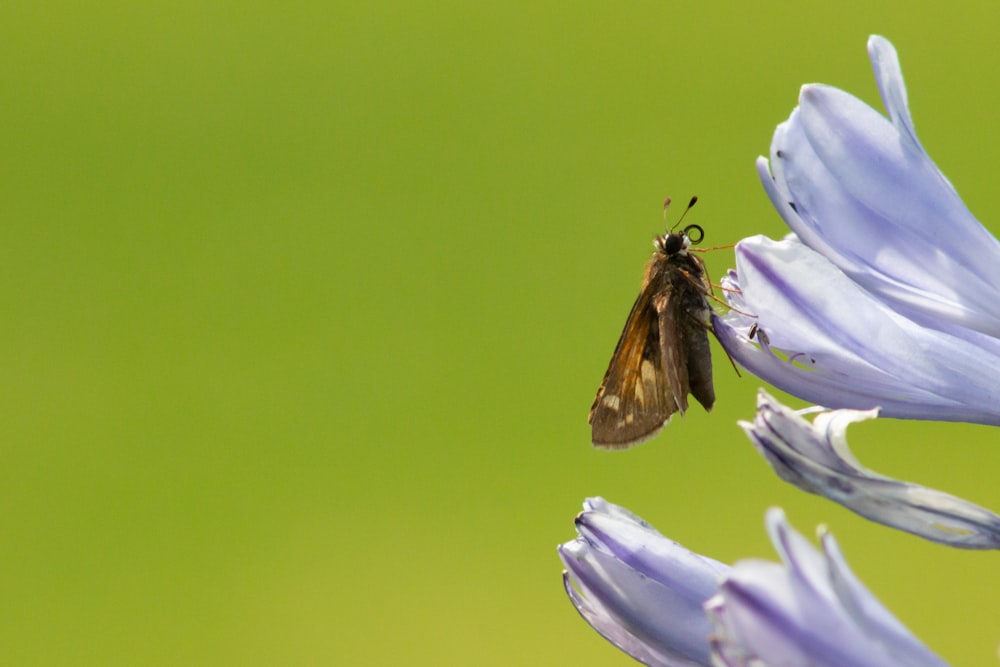 brown and black bee on purple flower