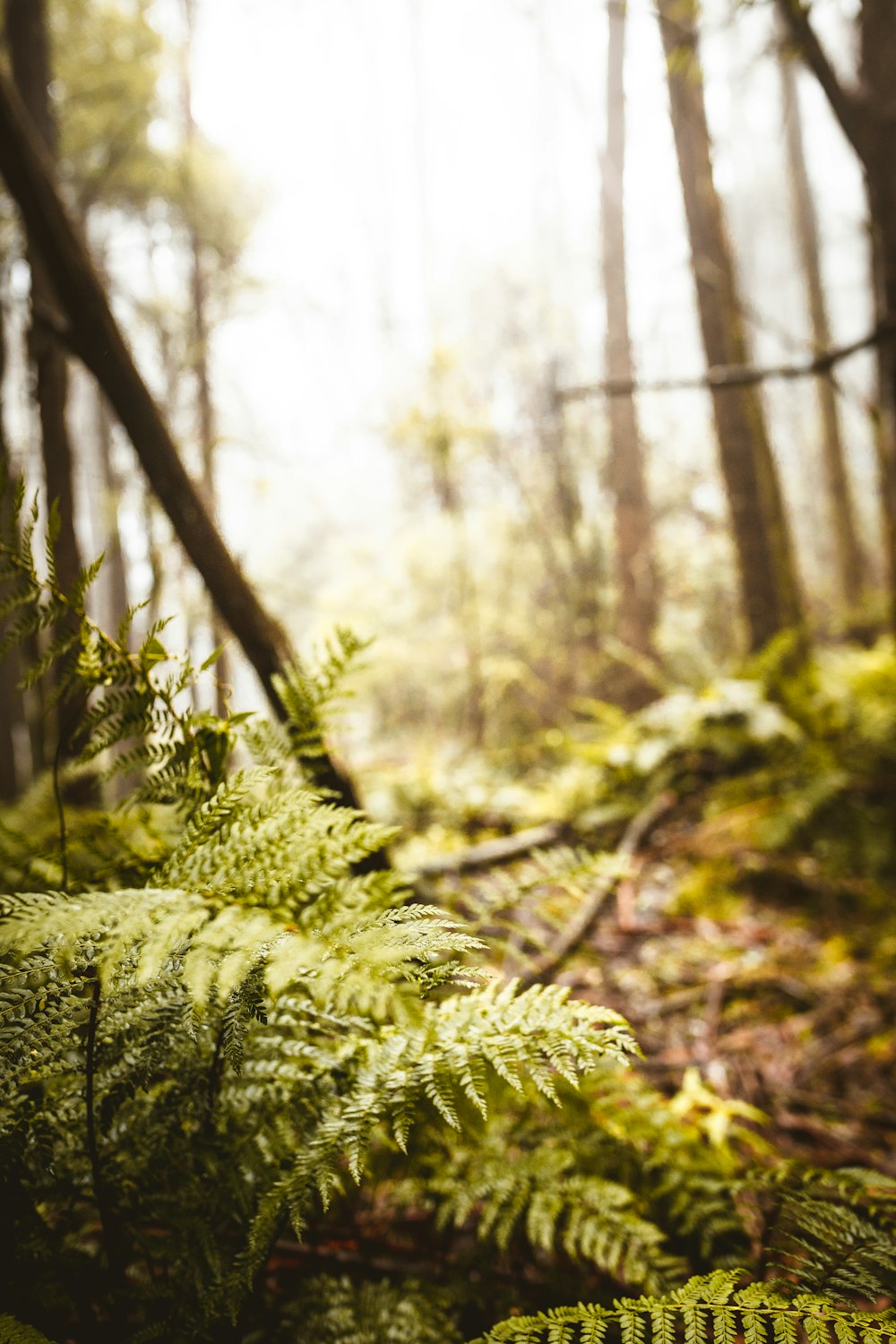 green fern plant in tilt shift lens