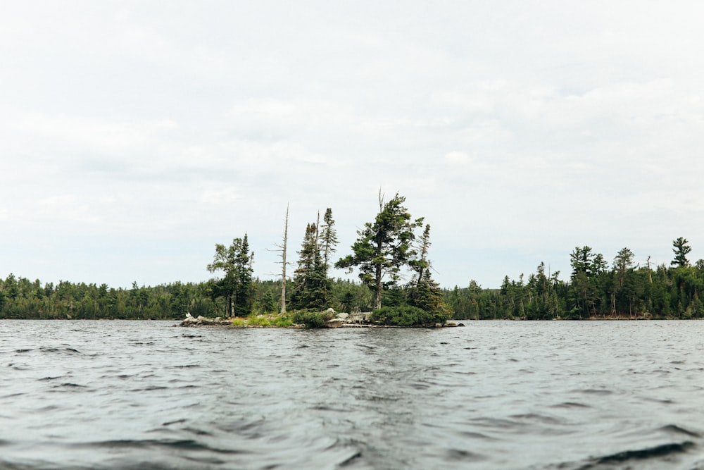 green trees beside body of water during daytime