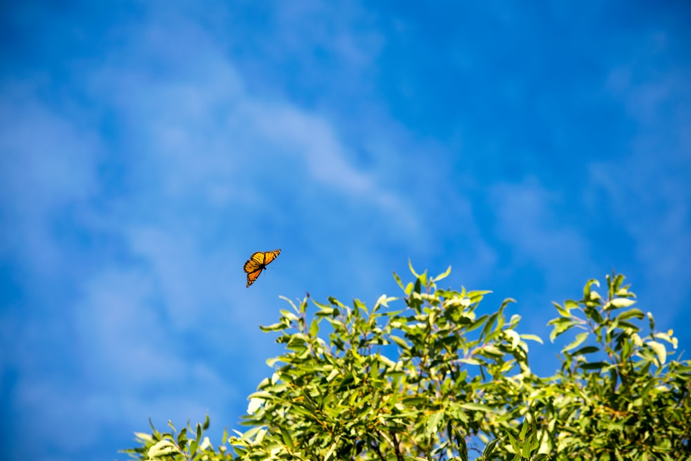 brown and black bird flying over green leaves during daytime