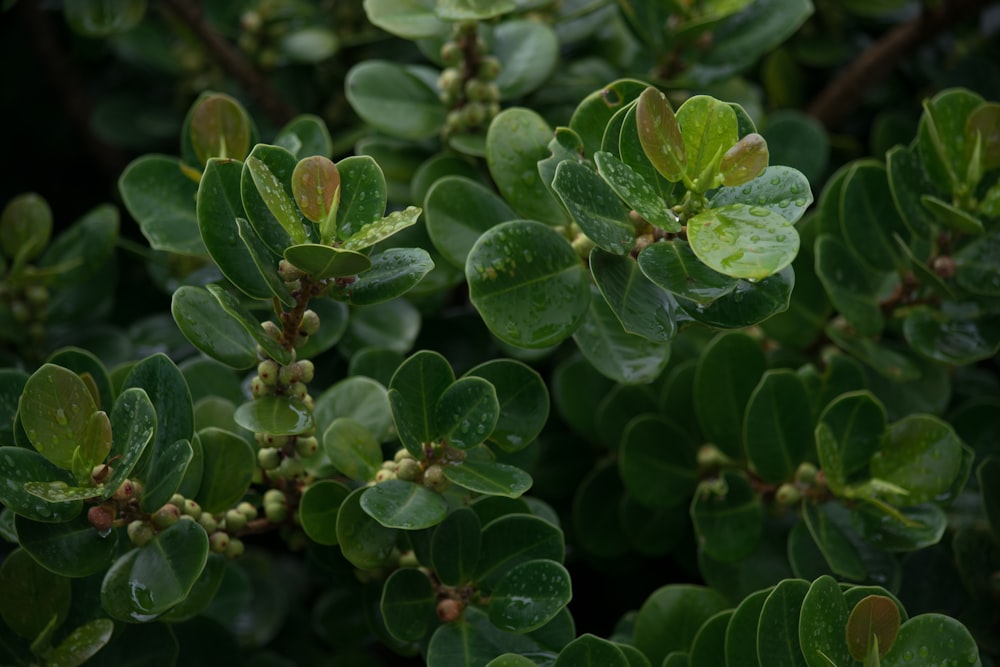 green plant with water droplets