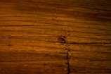 A wooden surface features long, horizontal planks with visible grains and knots. The boards are secured with evenly spaced metal nails, creating a rustic and warm appearance.