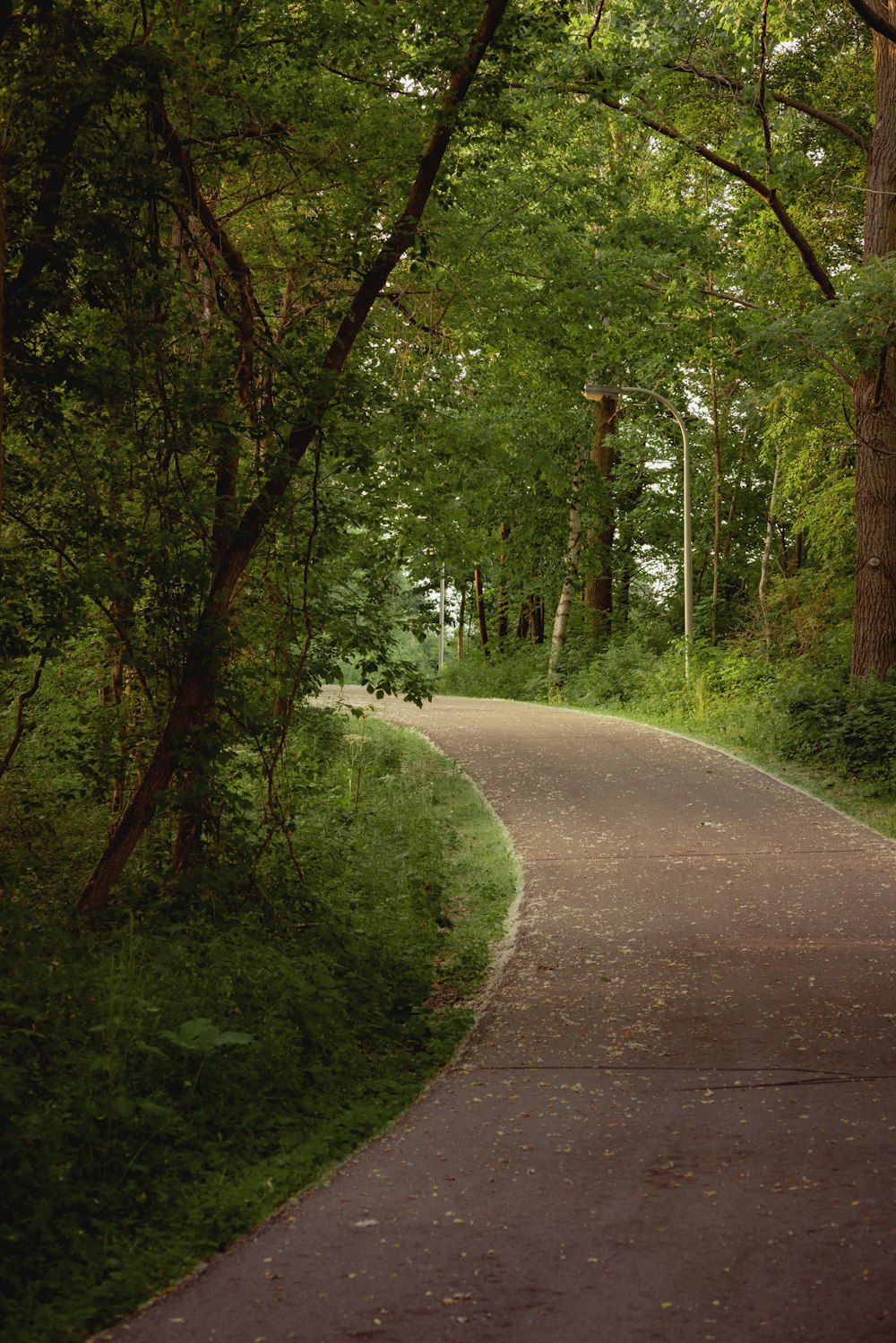 gray concrete road between green trees during daytime