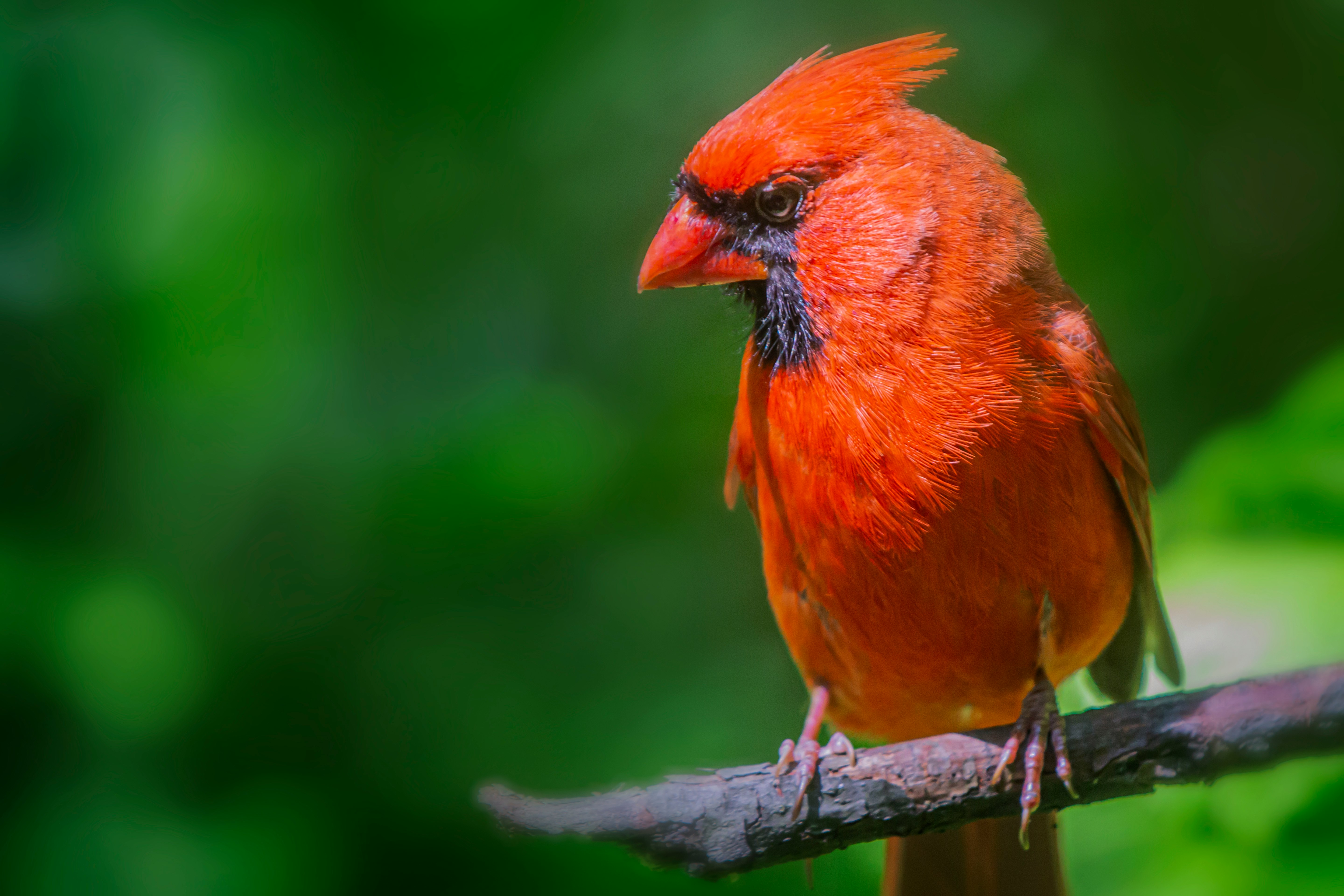 red and black bird on tree branch