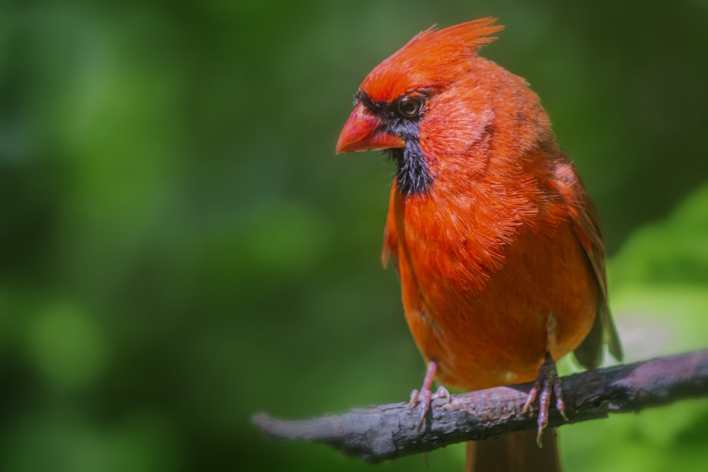 red and black bird on tree branch