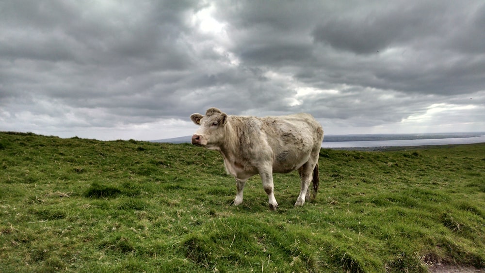 brown cow on green grass field under white clouds during daytime