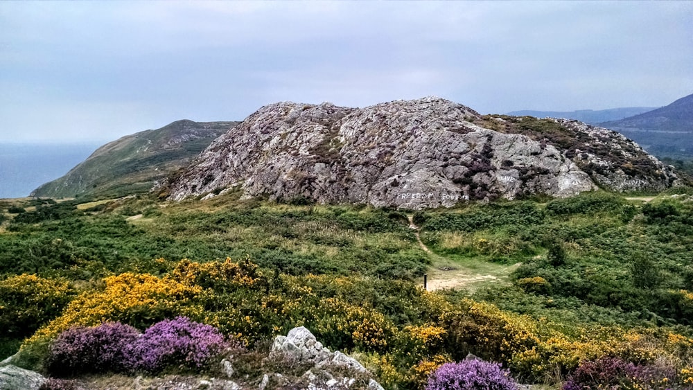 lila Blume auf grünem Grasfeld in der Nähe von Brown Mountain tagsüber