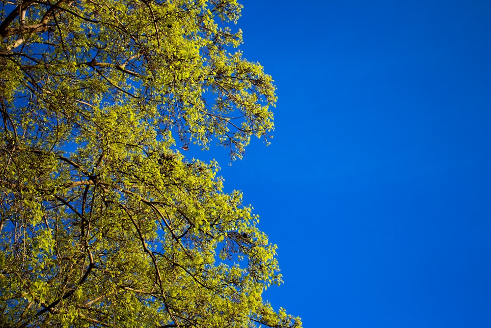 yellow leaf tree under blue sky during daytime