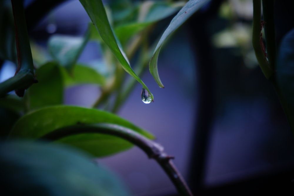 water dew on green plant