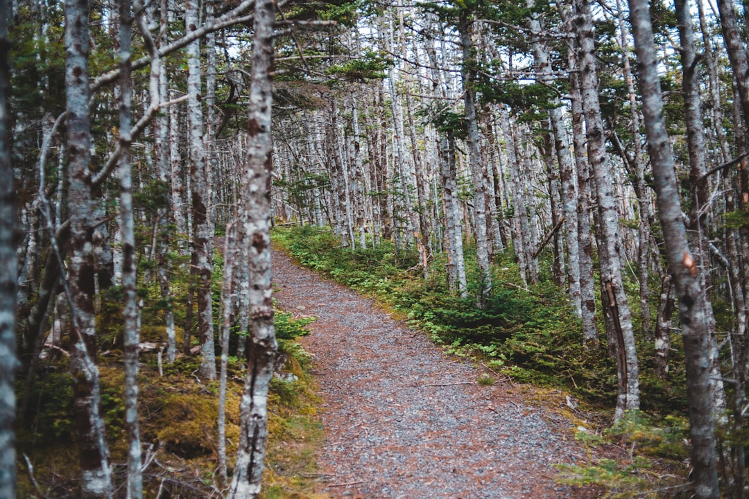 green trees on forest during daytime