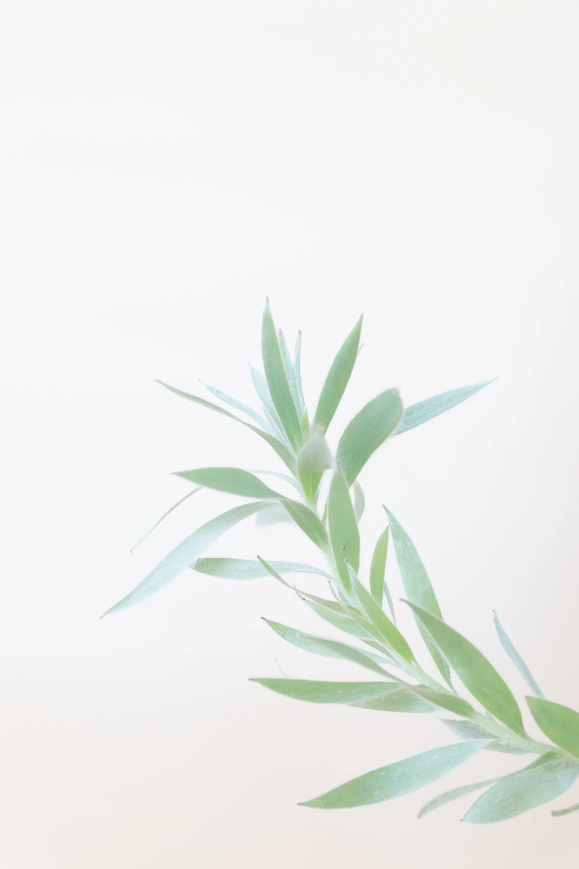 green plant on white background