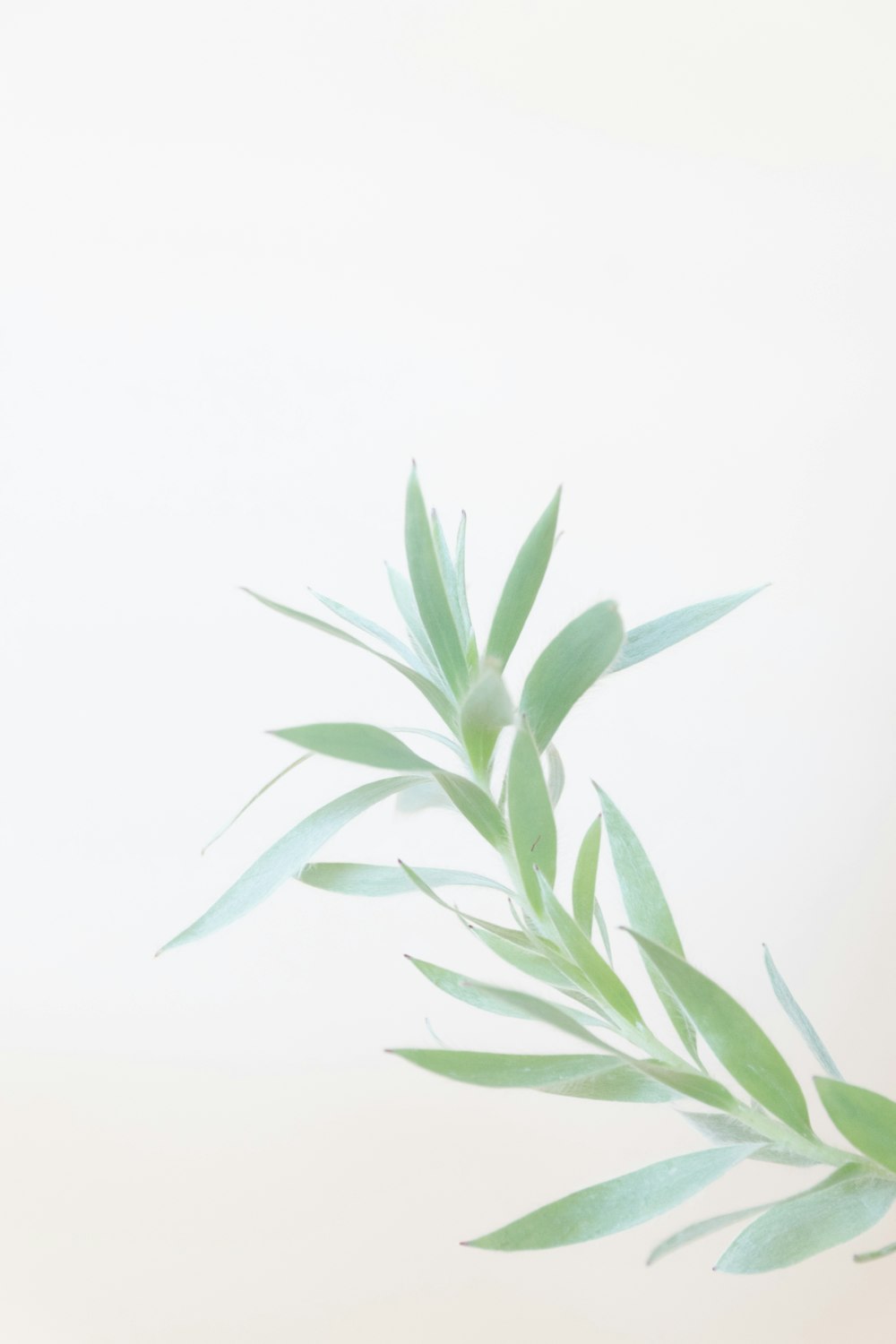 green plant on white background