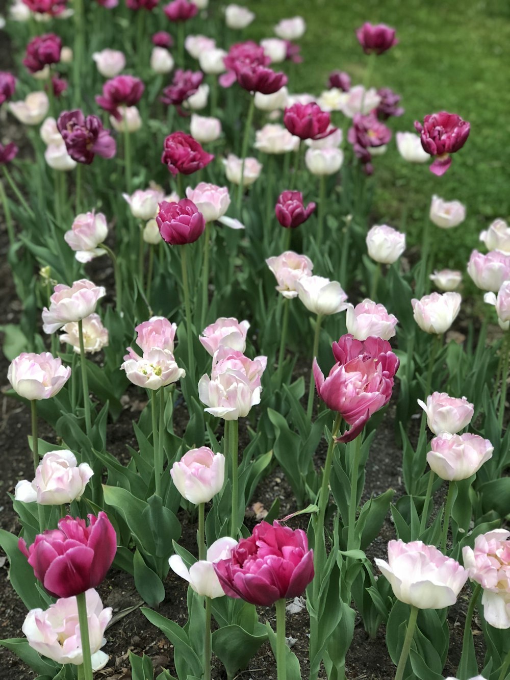 pink and white tulips field